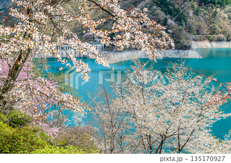 東京 奥多摩湖と湖畔の桜 135170927
