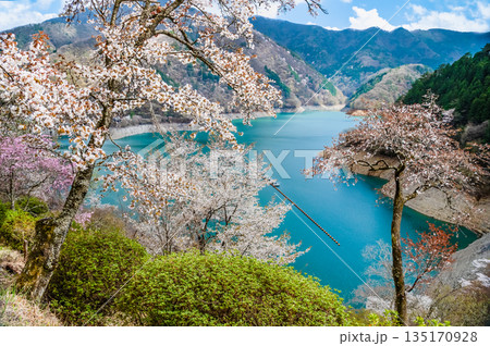 東京 奥多摩湖と湖畔の桜 135170928
