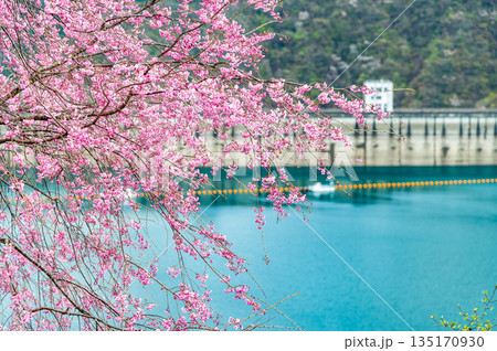 東京 奥多摩湖と湖畔の桜 135170930