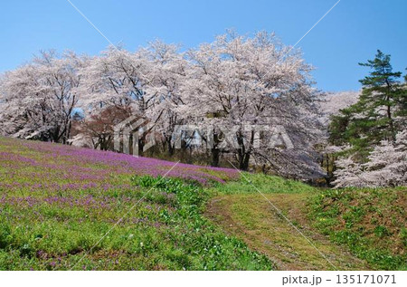 長瀞町　野土山の桜 　平成二十九年四月　( 2017年 撮影 ) 135171071