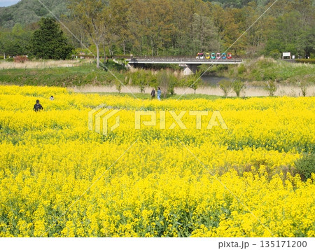 菜の花に囲まれたみちのくの杜の湖畔公園 135171200