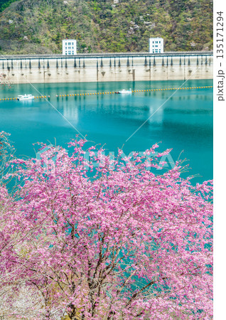 東京 奥多摩湖と湖畔の桜 135171294
