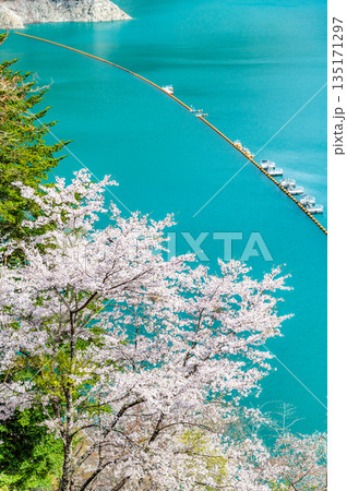 東京 奥多摩湖と湖畔の桜 135171297