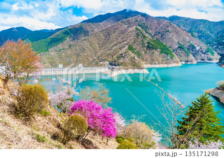 東京 奥多摩湖と湖畔の桜 135171298