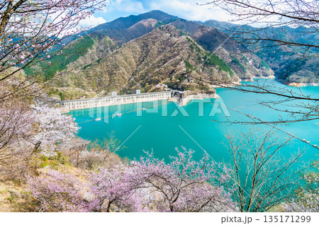東京 奥多摩湖と湖畔の桜 135171299