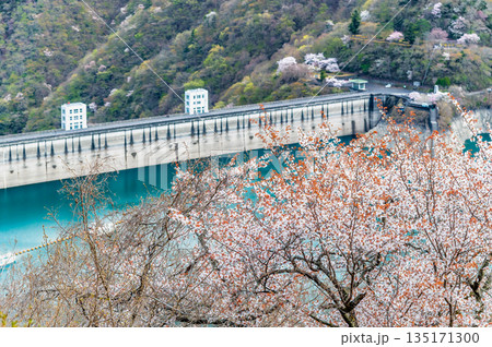 東京 奥多摩湖と湖畔の桜 135171300