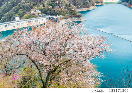 東京 奥多摩湖と湖畔の桜 東京 奥多摩湖と湖畔の桜 135171303