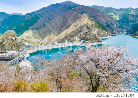 東京 奥多摩湖と湖畔の桜 135171304