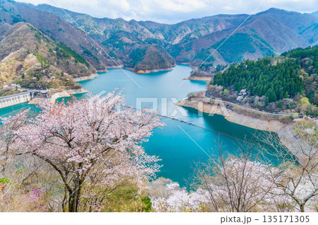 東京 奥多摩湖と湖畔の桜 135171305
