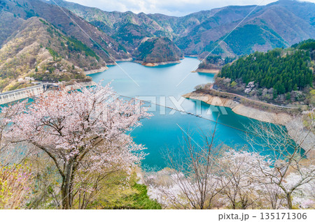 東京 奥多摩湖と湖畔の桜 135171306