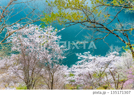東京 奥多摩湖と湖畔の桜 東京 奥多摩湖と湖畔の桜 135171307