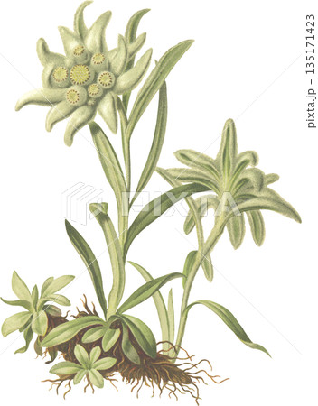 ボタニカルアート　高山植物　エーデルワイス 135171423