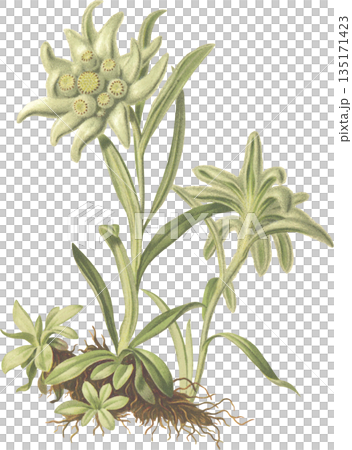 ボタニカルアート　高山植物　エーデルワイス 135171423