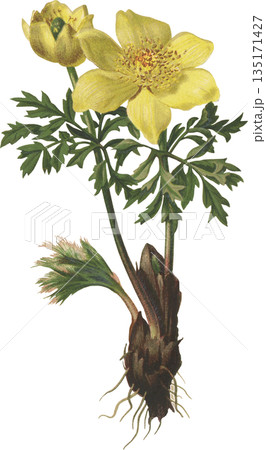ボタニカルアート　高山植物　ハルオキナグサ 135171427