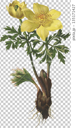 ボタニカルアート　高山植物　ハルオキナグサ 135171427