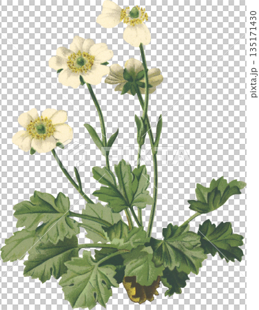 植物藝術 高山植物 毛茛（Ranunculus alpestris） 135171430