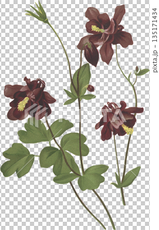 Botanical Art: Alpine Plant Aquilegia atrata 135171434