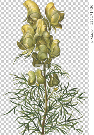 植物學藝術：高山植物烏頭（Aconitum anthracite） 135171436