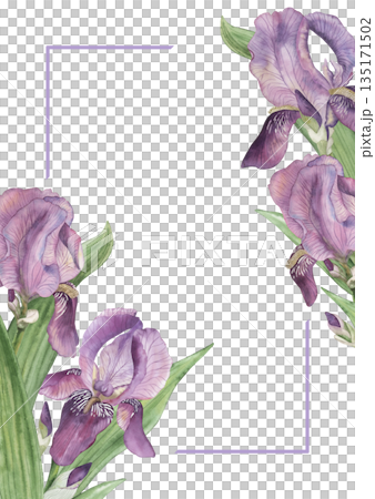 Elegant watercolor iris flowers forming a delicate floral frame with soft purple, green tones. Hand drawn botanical illustration with lavender corner lines on white background, for wedding, invitation Elegant watercolor iris flowers forming a delicate floral frame with soft purple, green tones. Hand drawn botanical illustration with lavender corner lines on white background, for wedding, invitation 135171502