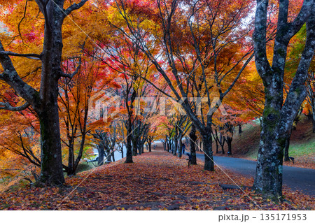 長野県上伊那郡箕輪町東箕輪 紅葉の名所もみじ湖(箕輪ダム)の坂道の並木道「もみじのトンネル」 長野県上伊那郡箕輪町東箕輪 紅葉の名所もみじ湖(箕輪ダム)の坂道の並木道「もみじのトンネル」 135171953