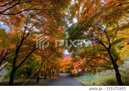 長野県上伊那郡箕輪町東箕輪　紅葉の名所もみじ湖（箕輪ダム）の坂道の並木道「もみじのトンネル」 135171955
