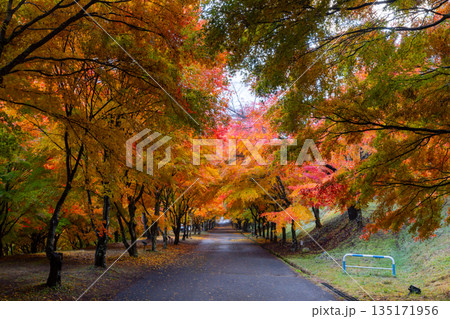 長野県上伊那郡箕輪町東箕輪 紅葉の名所もみじ湖(箕輪ダム)の坂道の並木道「もみじのトンネル」 長野県上伊那郡箕輪町東箕輪 紅葉の名所もみじ湖(箕輪ダム)の坂道の並木道「もみじのトンネル」 135171956