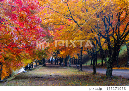 長野県上伊那郡箕輪町東箕輪　紅葉の名所もみじ湖（箕輪ダム）の坂道の並木道「もみじのトンネル」 135171958