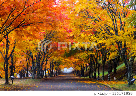 長野県上伊那郡箕輪町東箕輪　紅葉の名所もみじ湖（箕輪ダム）の坂道の並木道「もみじのトンネル」 135171959