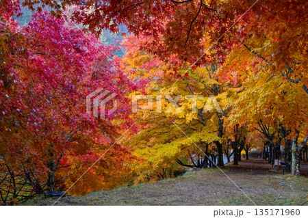 長野県上伊那郡箕輪町東箕輪　紅葉の名所もみじ湖（箕輪ダム）の坂道の並木道「もみじのトンネル」 135171960