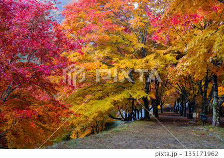 長野県上伊那郡箕輪町東箕輪 紅葉の名所もみじ湖(箕輪ダム)の坂道の並木道「もみじのトンネル」 長野県上伊那郡箕輪町東箕輪 紅葉の名所もみじ湖(箕輪ダム)の坂道の並木道「もみじのトンネル」 135171962