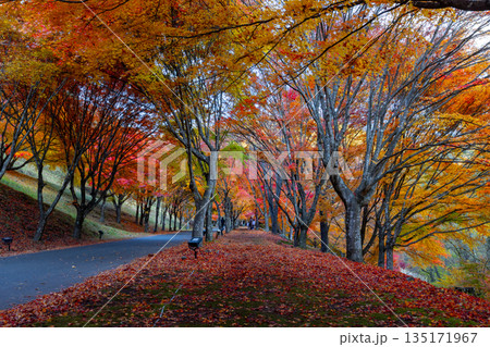 長野県上伊那郡箕輪町東箕輪　紅葉の名所もみじ湖（箕輪ダム）の坂道の並木道「もみじのトンネル」 135171967