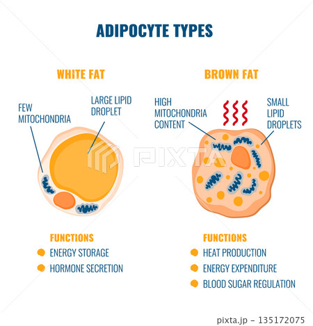 Adipose tissue types showing white, brown, and beige fat cells with mitochondria and nucleus detail 135172075