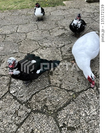 首里城のバリケン 135172139