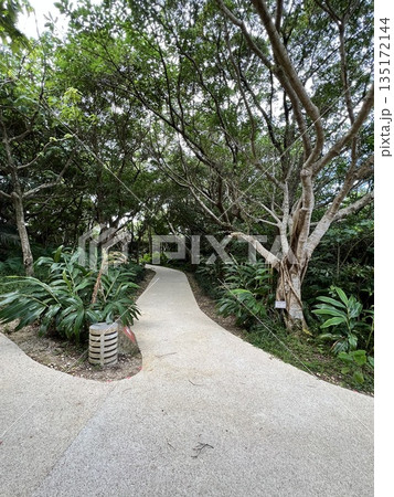 ガジュマルの木 ガジュマルの木 135172144