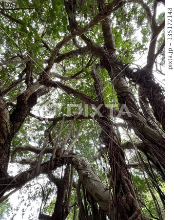 ガジュマルの木 135172148