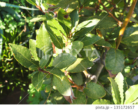 Laurus nobilis branch and leaves. Nature and background for design.  135172657
