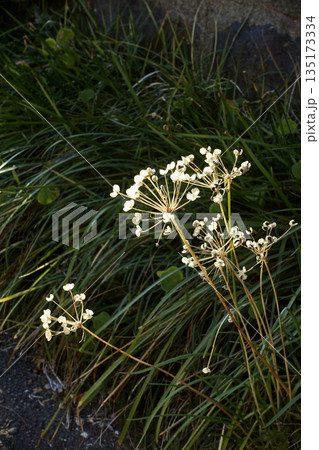 冬の夕日にあたるニラの黒い種子 冬の夕日にあたるニラの黒い種子 135173334