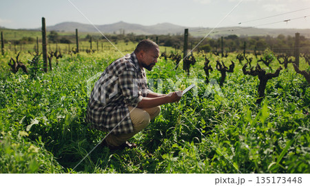 Farm, tablet and a black man on a field for sustainability, agriculture or crop research during spring. Technology, innovation and a male farmer standing in the countryside for the harvest season 135173448