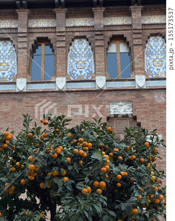 Vibrant Orange Tree Against Historic Architecture in Valencia Vibrant Orange Tree Against Historic Architecture in Valencia 135173537
