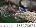 木に止まるルリビタキ 135173675