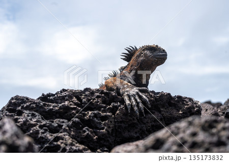 Marine iguana resting on rocks at Tortuga Bay beach, Galapagos, Ecuador 135173832