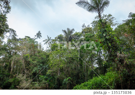 Jungle vue of Cuyabeno Reserve in the Amazon Rainforest Jungle vue of Cuyabeno Reserve in the Amazon Rainforest 135173836