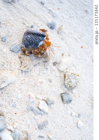 Hermit crab on a white sand beach in Maupiti, French Polynesia 135173842