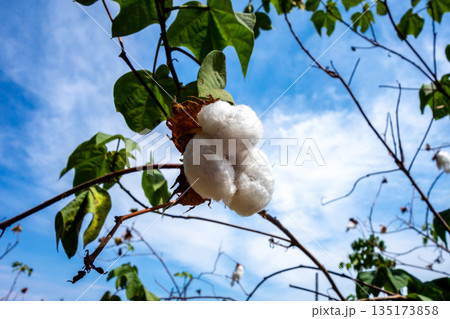 Cotton Plant Growing Under the Clear Sky in Peru 135173858