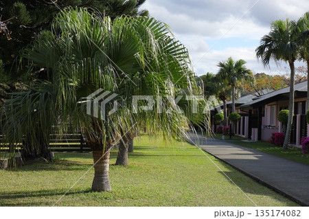 椰子の木と芝生のある庭と小道　ビロウ　沖縄県 135174082