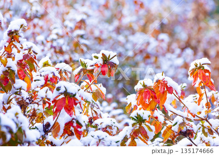 ツツジの紅葉に雪 135174666