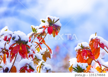ツツジの紅葉に雪 135174668