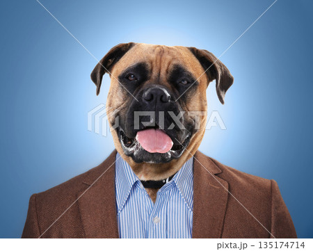 Dog, head and in business suit or worker on surrealism or management and on blue background. Abstract, finance and employee or animal face executive or professional boss and corporate pet mastiff Dog, head and in business suit or worker on surrealism or management and on blue background. Abstract, finance and employee or animal face executive or professional boss and corporate pet mastiff 135174714