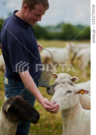 Agriculture, sheep and feed with man on farm field for help, sustainability and animal care. Labor, ecology and summer with male farmer in countryside meadow for livestock, lamb and pasture 135175016
