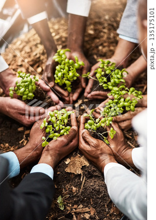 Plants, hands and teamwork of people gardening, agriculture or sustainable startup, group support and business growth. Palm, plant and person in circle of nonprofit, sustainability and soil on ground Plants, hands and teamwork of people gardening, agriculture or sustainable startup, group support and business growth. Palm, plant and person in circle of nonprofit, sustainability and soil on ground 135175101